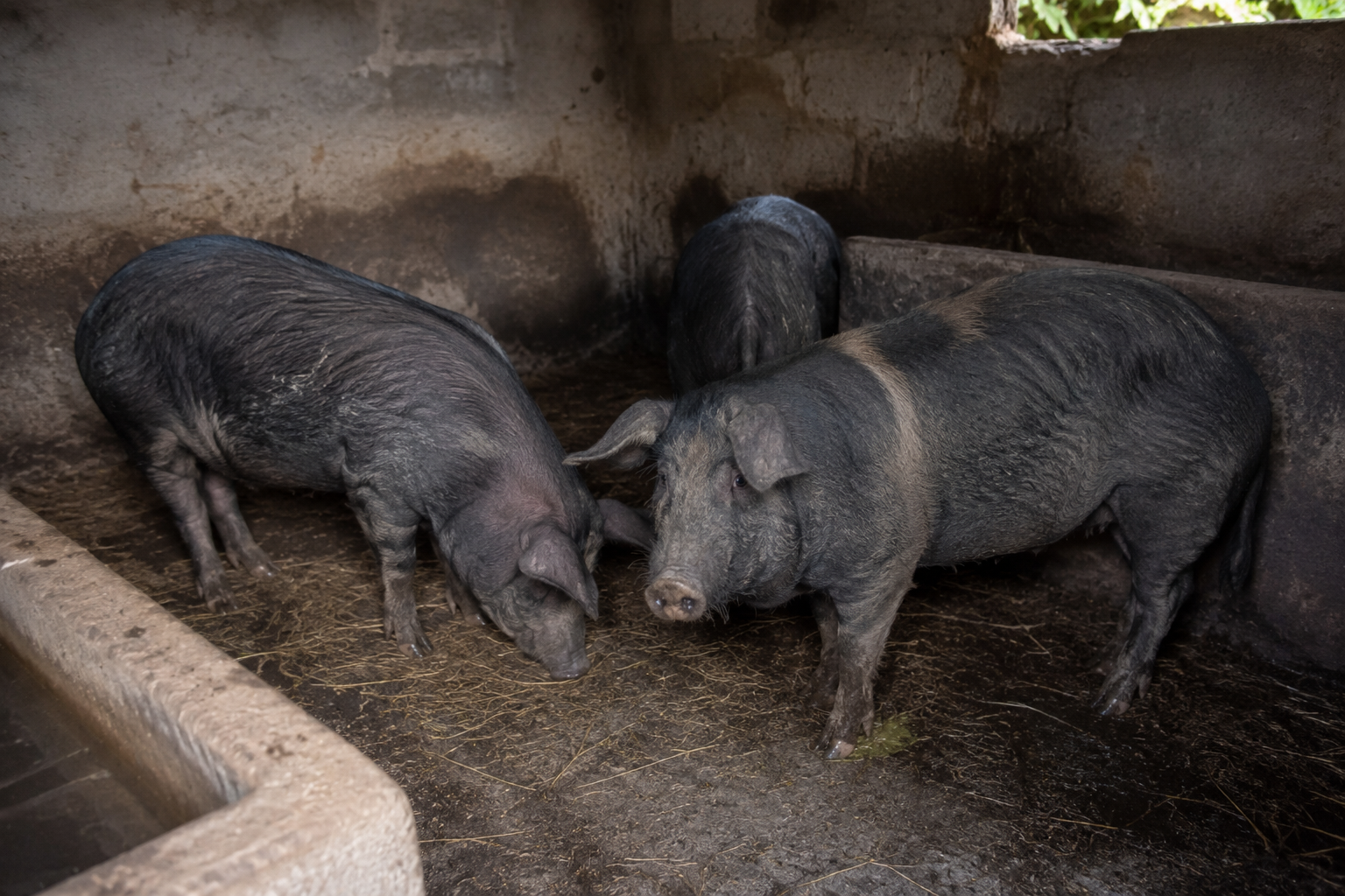 Piggery pigs on farm